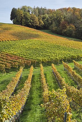 Farbenspiel der Rebenblätter im Herbst