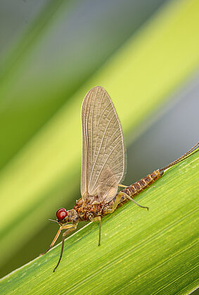 Eintagsfliegen leben max. 3 Tage