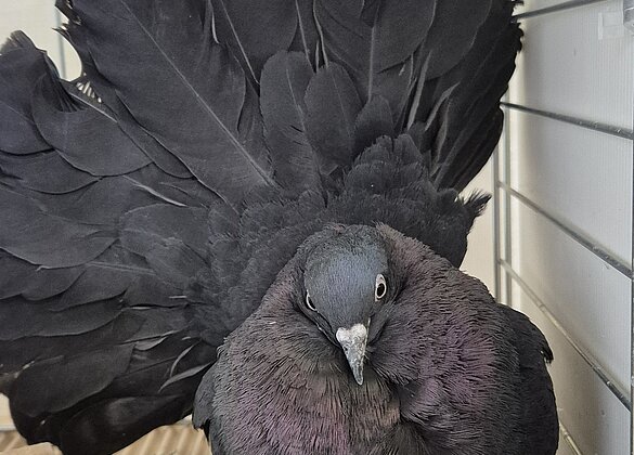 Kleintierausstellung