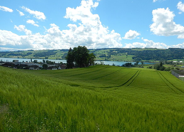 Junges Ährenfeld mit Baldeggersee.