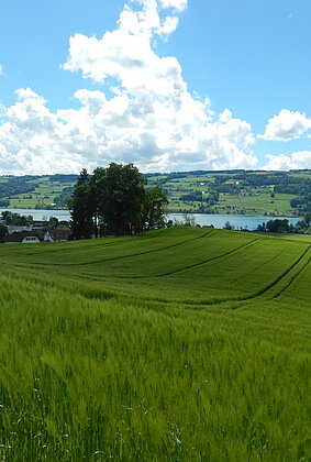 Junges Ährenfeld mit Baldeggersee.