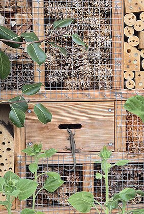 Neuer Bewohner im Bienenhotel