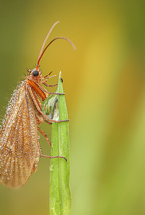 Nass ist's amMorgen ,auch für Insekten wie dieseKöcherfliege