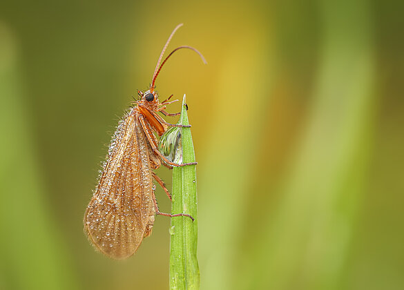 Nass ist's amMorgen ,auch für Insekten wie dieseKöcherfliege