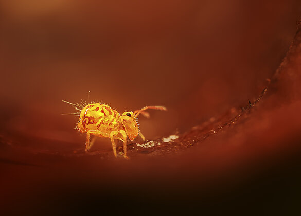 Kugelspringer unterwegs auf dem Mars?