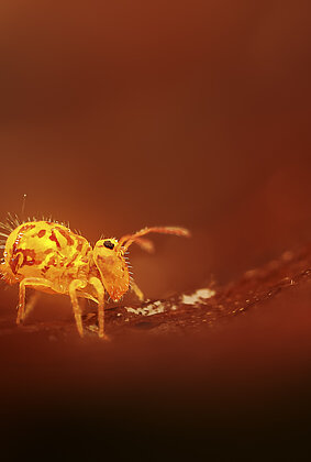 Kugelspringer unterwegs auf dem Mars?