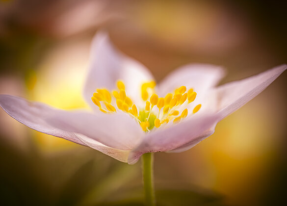 Buschwindröschen im warmen Frühlingslicht.