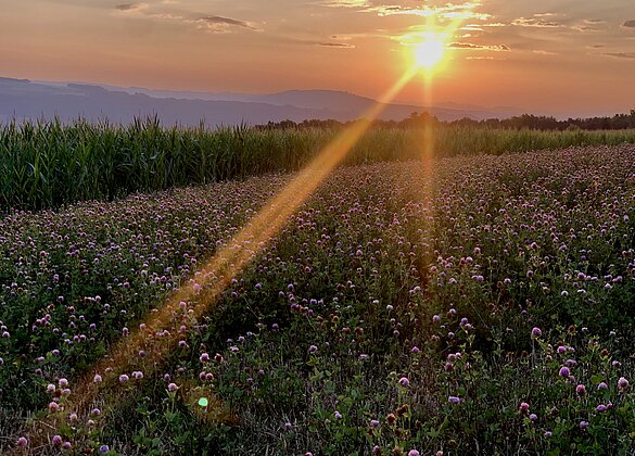 Blühend strahlender Sonntag-Sommerabend oberhalb Lieli