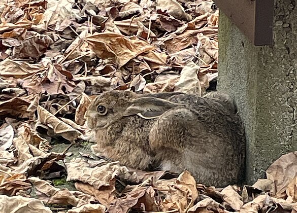 Feldhase im Klosterhof des Klosters Baldegg