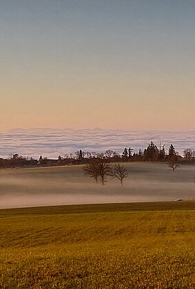 Seichter Nebel auf den Matten oberhalb des Nebelmeers