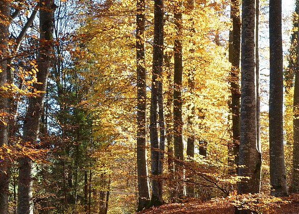 Leuchtender Buchenwald.