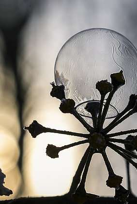 Der Moment, bevor die Seifenblase in der Kälte gefriert.