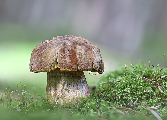 Wunderschön spriessen die Pilze nun im warmen Herbstlicht.