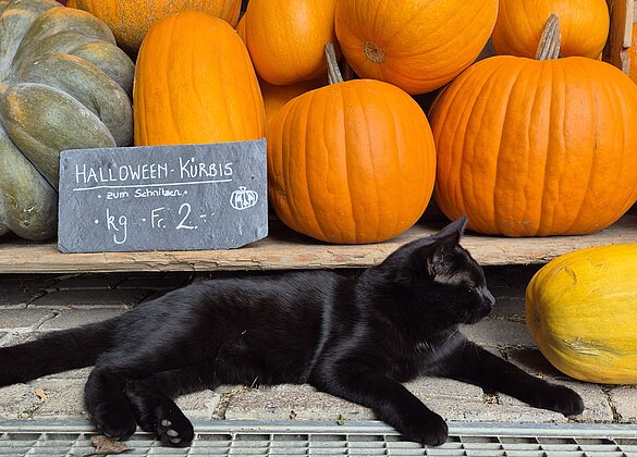 Warten auf HALLOWEEN