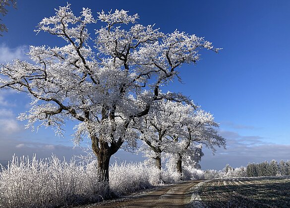 Winterwunderland ganz ohne Schnee