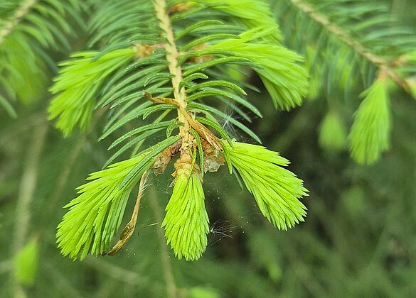 Die schönen Seiten des Frühlings