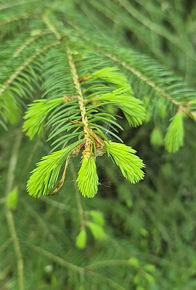 Die schönen Seiten des Frühlings
