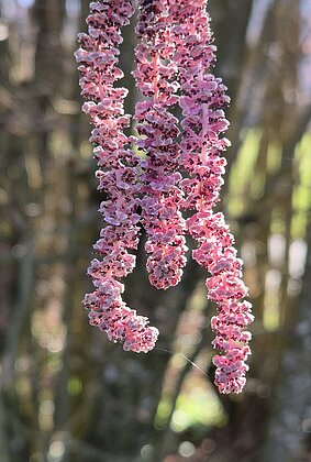 Rotblättriger Haselnuss