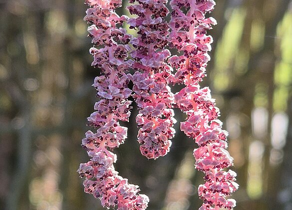 Rotblättriger Haselnuss