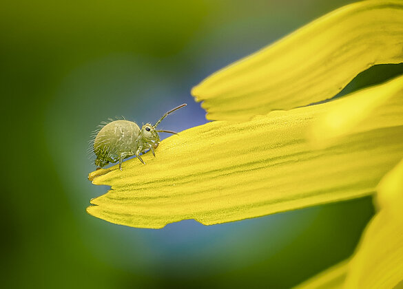Grüner Kugelspringer auf Löwenzahn