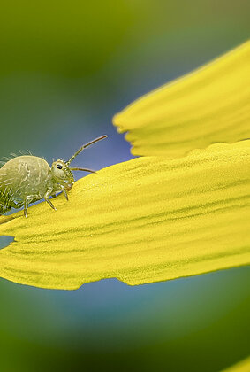 Grüner Kugelspringer auf Löwenzahn