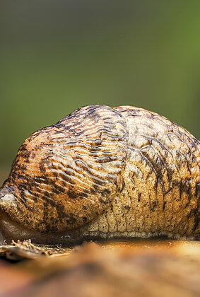 Die Gebänderte Ackerschnecker ist z.T. auch im Winter aktiv.