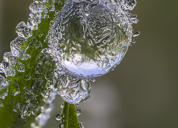 Eisig gefrorene Tautropfen stützen sich gegenseitig