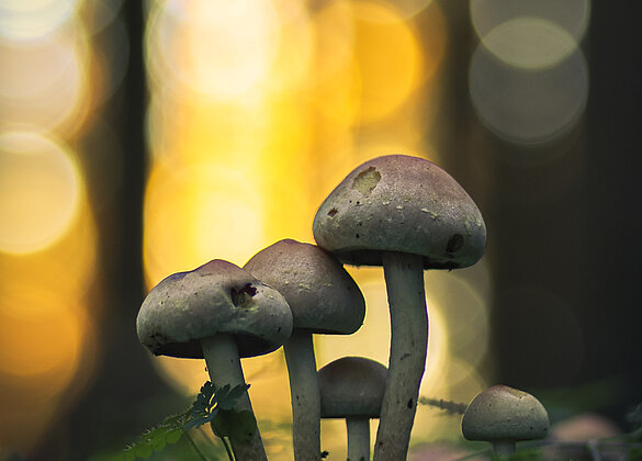 Pilzgruppe bei Sonnenuntergang