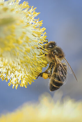 Fleissige Bienen finden viel Pollen in den blühenden Weiden.