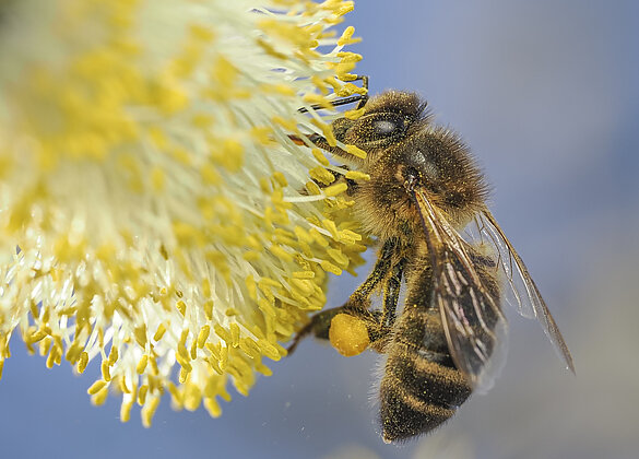 Fleissige Bienen finden viel Pollen in den blühenden Weiden.
