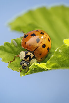 Asiat. Marienkäfer sind Blattlausjäger.