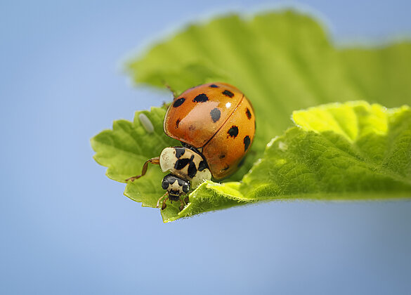Asiat. Marienkäfer sind Blattlausjäger.