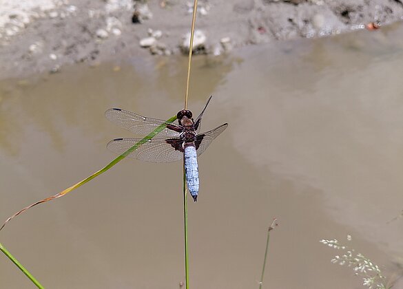 Plattbauch Libelle 