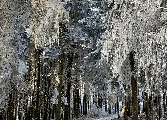 Winterwunderland ganz ohne Schnee