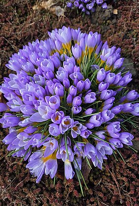 Wenn der Frühling kommt