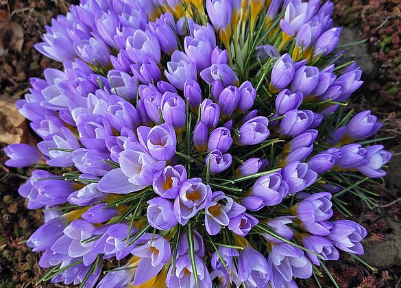 Wenn der Frühling kommt