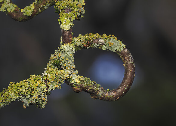Flechtenkranz im Zierhasel