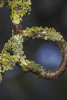 Flechtenkranz im Zierhasel