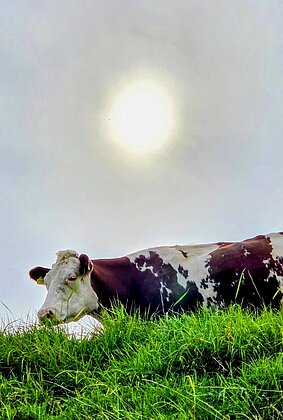 Sie geniesst die letzten Sonnenstrahlen