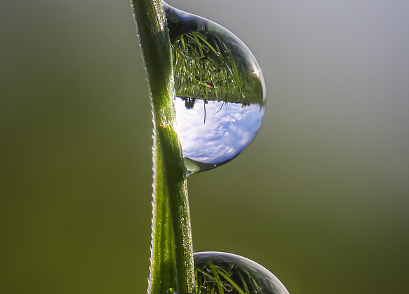Tropfen-Drillinge mit Spiegelung