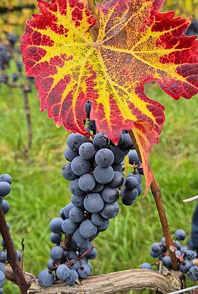 Farbenspiel im Herbst