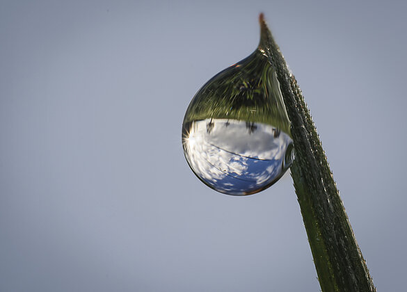 Schönes Herbstwetter auch in der Spiegelung des Tautropfens.