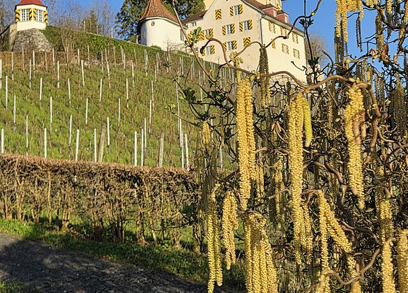 Schloss Heidegg