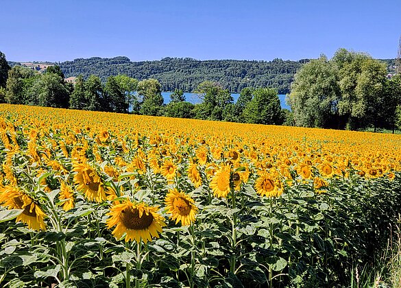 Prachtvolles Sonnenblumenfeld