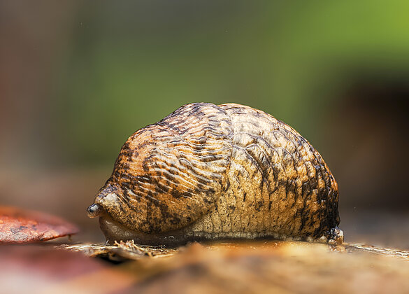 Nacktschnecken gibts in vielen Arten