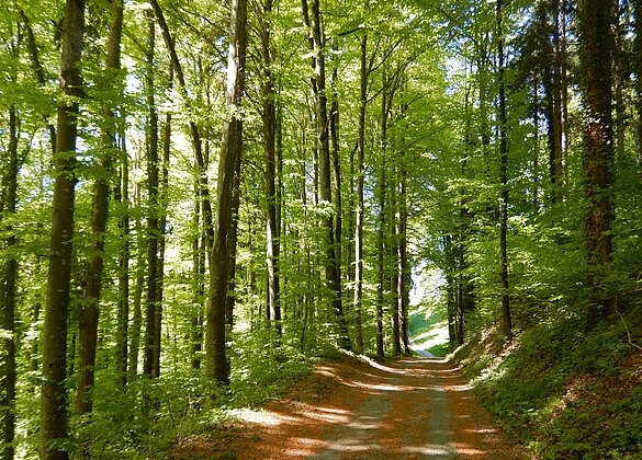 Frühlingsgrün im Dünkelwald.