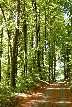 Frühlingsgrün im Dünkelwald.