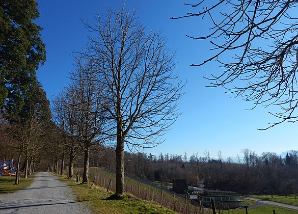 Kastanienallee mit dem Heydegger Rebberg