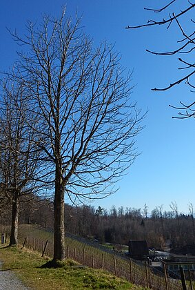 Kastanienallee mit dem Heydegger Rebberg