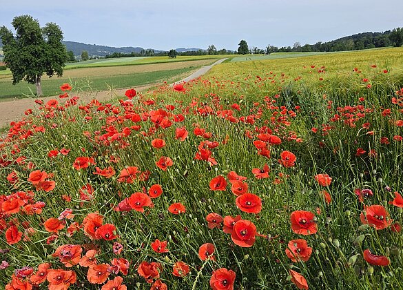 Mohnblumen
